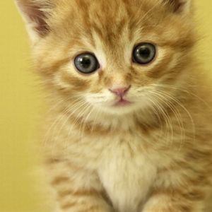 Gatinho Laranja Fofo