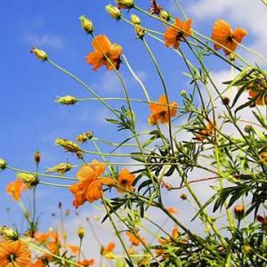 Flores Laranjas Vibrantes