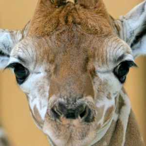 Retrato de Girafa Fofa