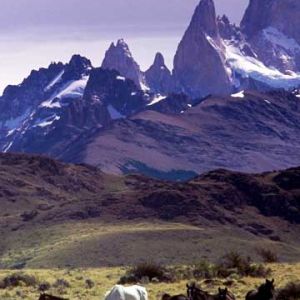 Cavalos Majestosos na Natureza