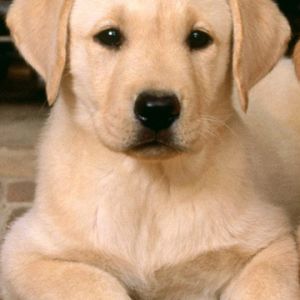 Filhote de Labrador Fofo