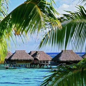 Paraíso Tropical com Palmeiras