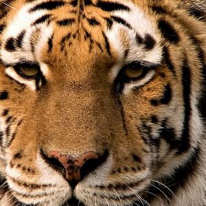 Close-Up de um Tigre Majestoso