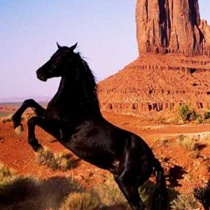 Cavalo Negro Majestoso no Deserto