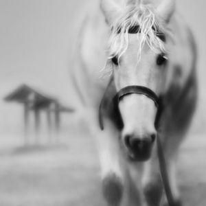 Cavalo Branco Majestoso