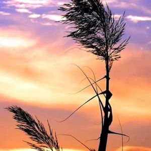 Silhueta de Grama ao Pôr do Sol
