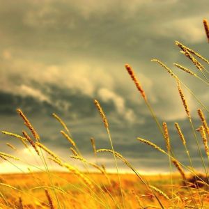 Pradaria Dourada Sob um Céu Dramático