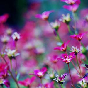 Flores Rosas Vibrantes