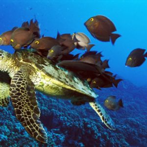 Tartaruga Marinha e Peixes