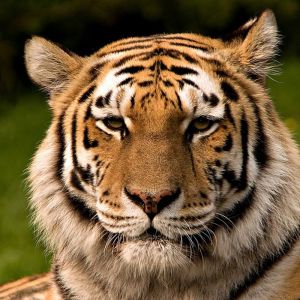 Retrato de um Tigre Majestoso