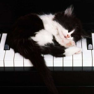 Gato Dormindo no Piano