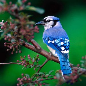 Pássaro Blue Jay em Galho