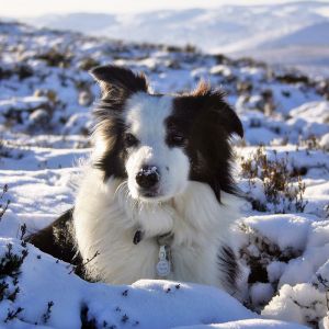Border Collie na Neve