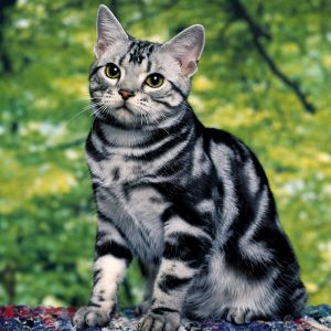 Gato Tabby Prateado Fofo