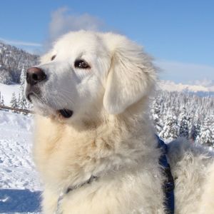 Cão Branco Majestoso na Neve