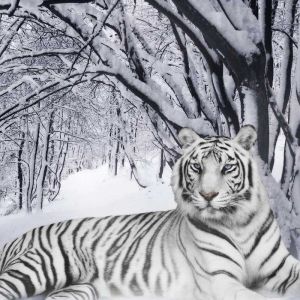 Tigre Branco na Floresta Nevada