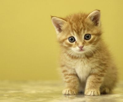 Gatinho Laranja Fofo