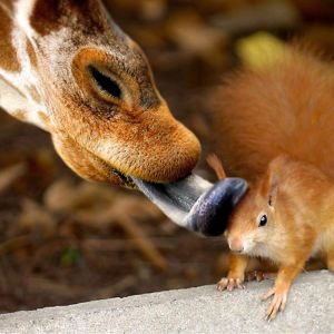 Interação entre Girafa e Esquilo