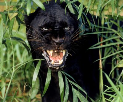 Feroz Pantera Negra