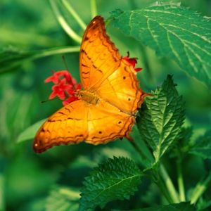 Borboleta Laranja Vibrante