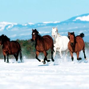 Cavalos Correndo na Neve