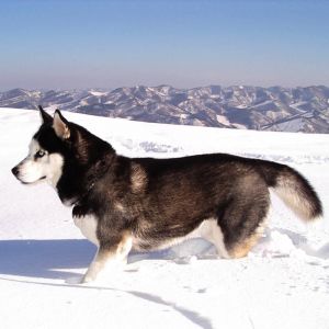 Husky Siberiano na Neve