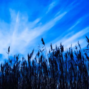 Céu Azul e Juncos
