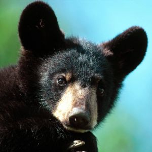 Fofo Filhote de Urso Preto