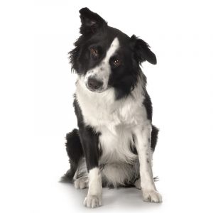 Border Collie Adorável