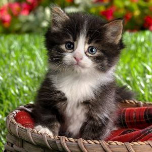 Gatinho Adorável na Cesta