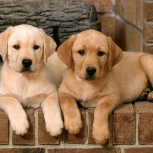 Filhotes de Labrador Fofos