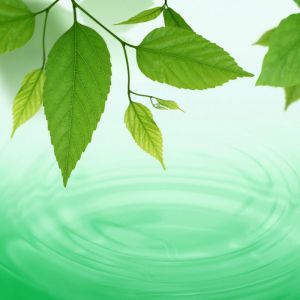 Folhas Verdes e Ondas de Água