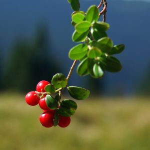 Frutas Vermelhas em Folhas Verdes