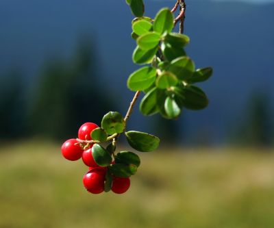 Frutas Vermelhas em Folhas Verdes