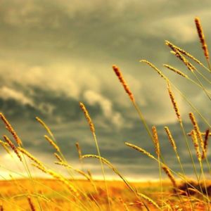 Campo de Grama Dourada Sob um Céu Tempestuoso