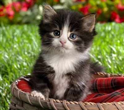 Gatinho Adorável na Cesta