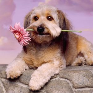 Cachorro fofo com flor
