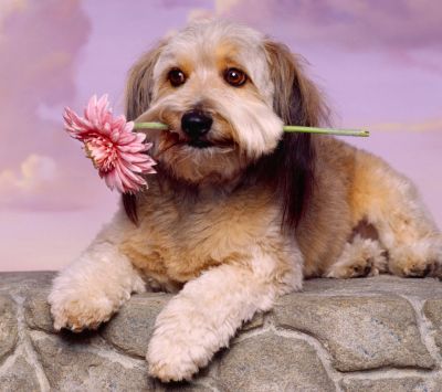 Cachorro fofo com flor