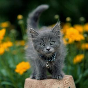 Gatinho Cinza Fofo entre Flores