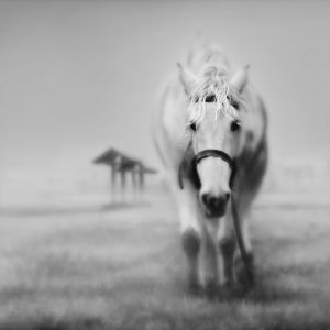 Cavalo Branco Majestoso