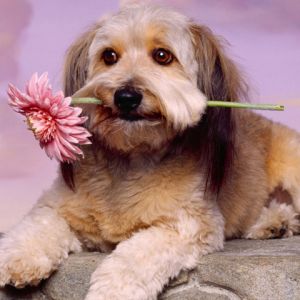 Cachorro fofo com flor