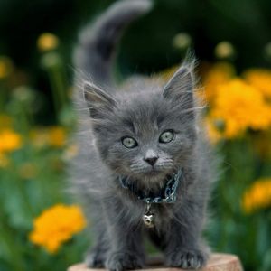 Gatinho Cinza Peludo em Flores