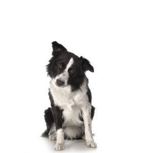 Cachorro Border Collie Fofo