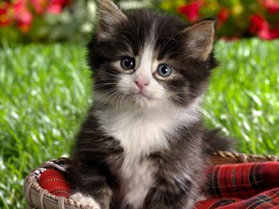 Gatinho Fofo na Cesta