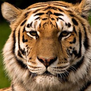 Tigre Majestoso em Close-Up
