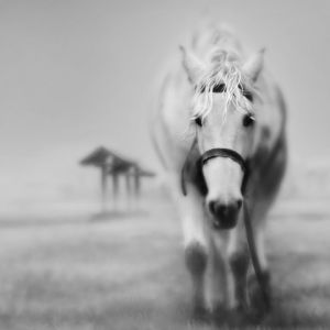 Cavalo Branco Majestoso