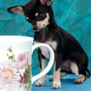 Chihuahua Fofo com Caneca Floral