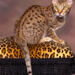 Gato Manchado em Estampa de Leopardo