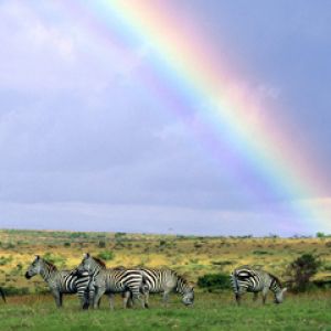 Zebras Sob um Arco-Íris