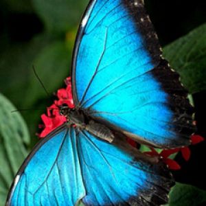 Beleza da Borboleta Azul